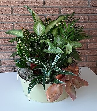 8&quot; Dish Garden