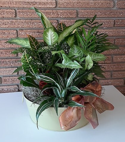 8&quot; Dish Garden