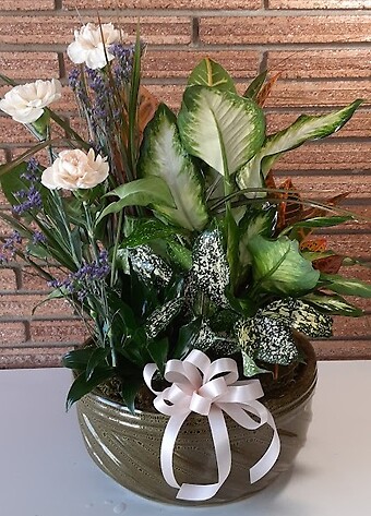 10&quot; Dish Garden with 3 Carnations